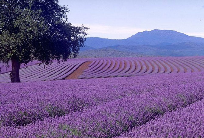 Per aumentare la fiducia in te stesso - usa la lavanda