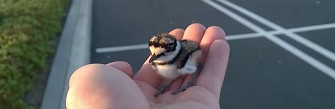 La gentilezza salva il mondo