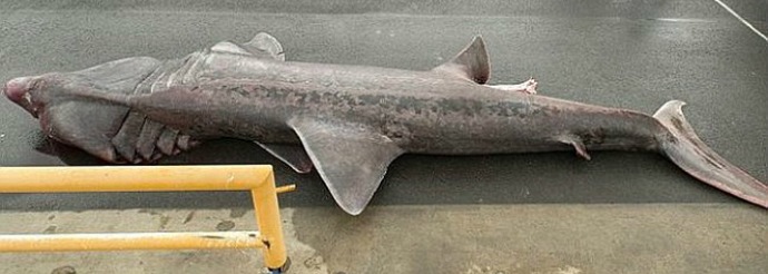 Squalo preistorico - un raro successo per pescatori e scienziati