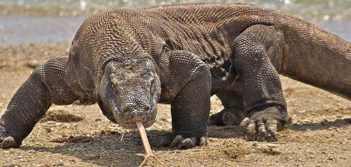 Gli antichi australiani hanno combattuto cannibali giganti