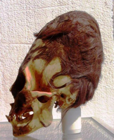Elongated Skull Peru - Red Hair