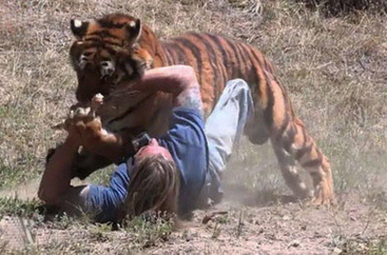 Due spettatori sono stati colpiti da una tigre che fuoriesce da una gabbia