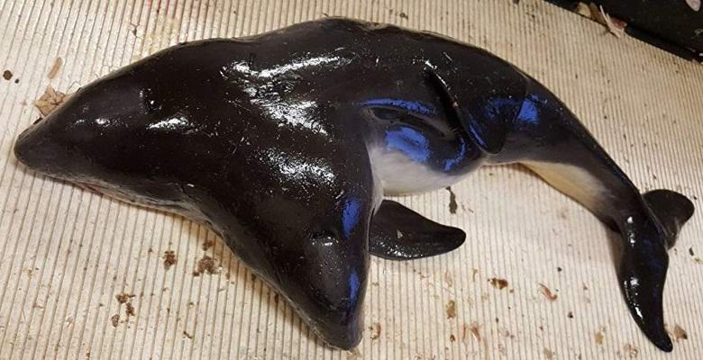 Delfino a due teste catturato dai Paesi Bassi