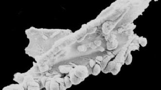 Questa foto è una prova indiscutibile dell'esistenza della vita fuori dalla Terra.