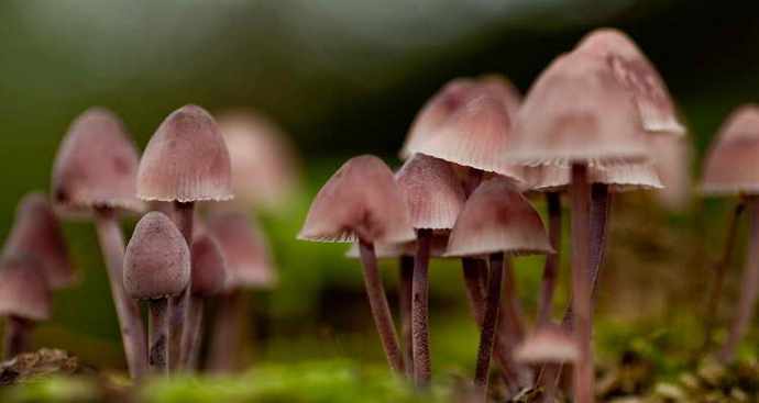 Questi incredibili e misteriosi funghi