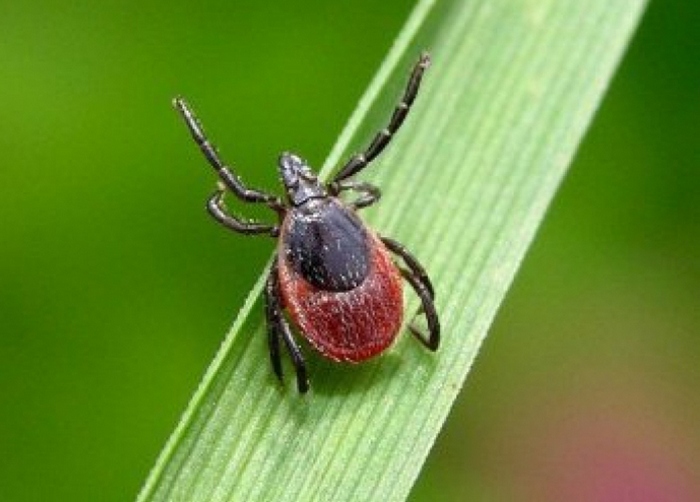 L'Europa potrebbe essere colpita da un invincibile virus mortale