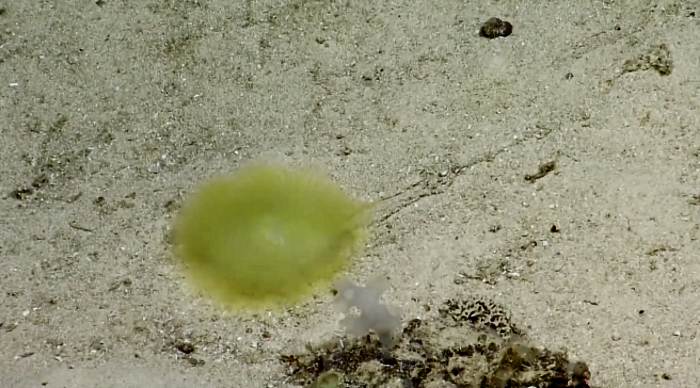 Fantastica creazione del mare profondo