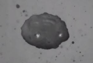 I fisici hanno imparato a controllare la levitazione acustica. Video