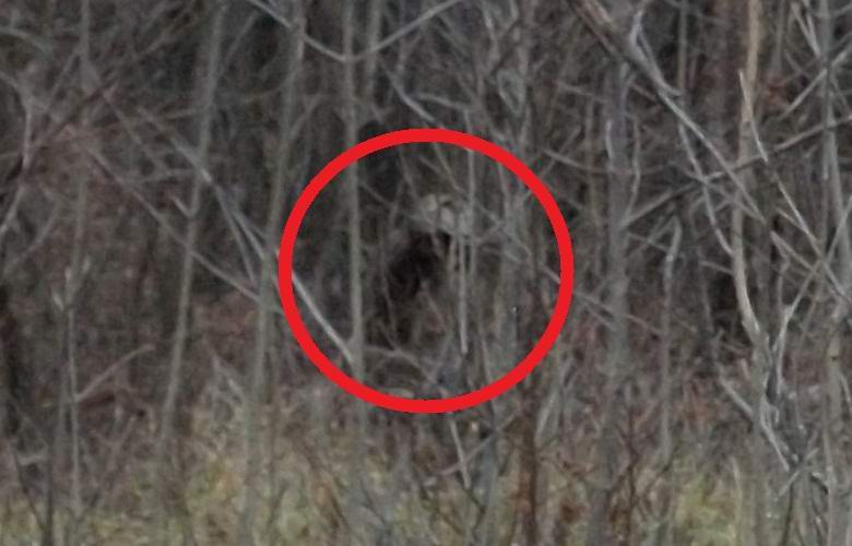 Una foto del misterioso umanoide nella foresta interessava sia gli ufologi che i criptozoologi