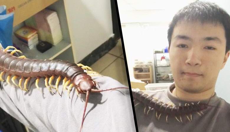 Il millepiedi gigante è diventato l'animale da compagnia di Taiwan