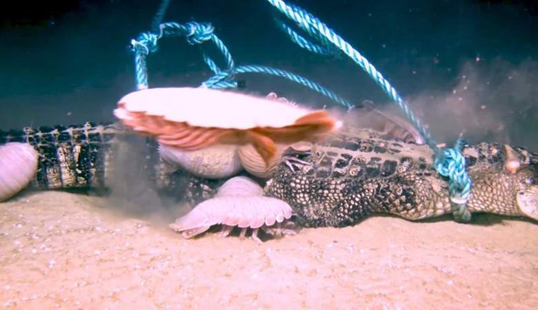 Crostacei giganti facilmente affrontati con gli alligatori