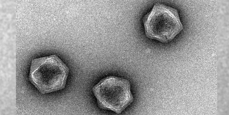 I virus giganti portano un codice genetico in grado di controllare il metabolismo degli esseri viventi 
