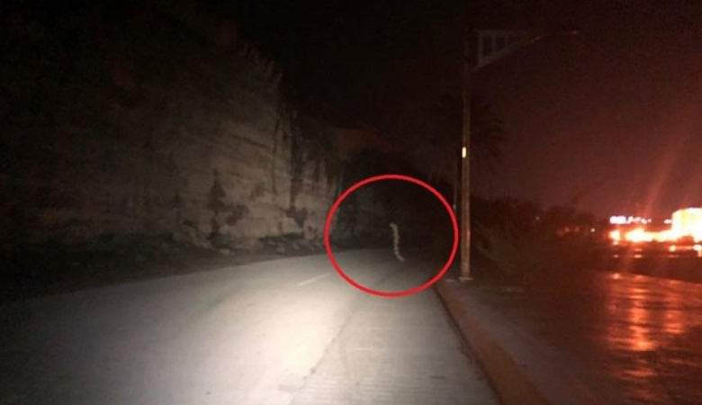 Il worm gigante ha attraversato la strada di notte in Messico