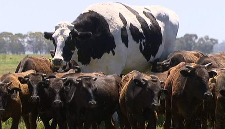 Mucca gigante allevata in Australia