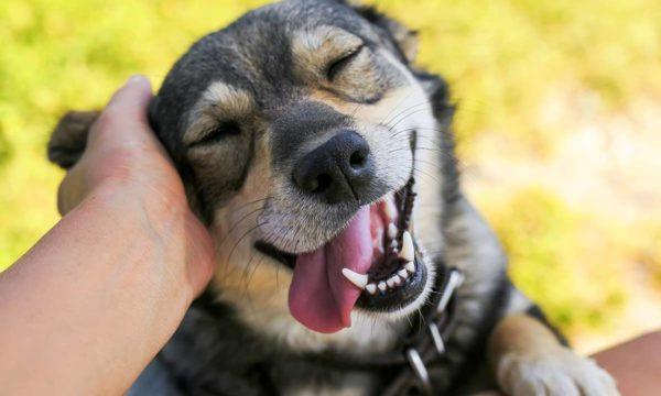 Perché sognare di accarezzare un cane 