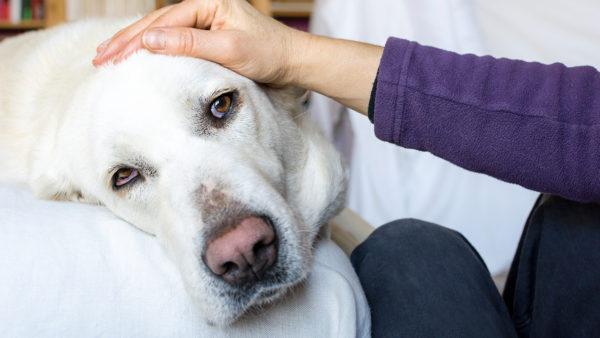 Accarezza il cane 