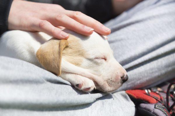 Accarezza un cane morto 