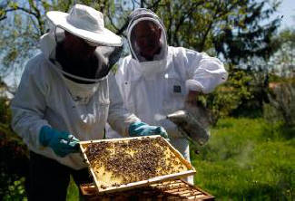 La carenza alimentare globale può derivare da un declino della popolazione delle api