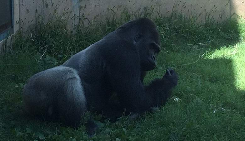 Il Gorilla nello zoo di Filadelfia ha imparato a comportarsi come un uomo