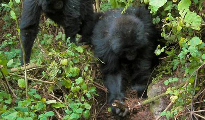 I gorilla hanno imparato a combattere i bracconieri