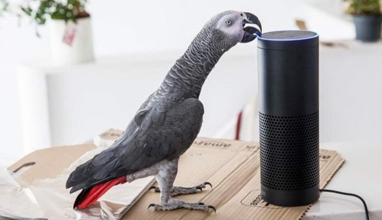 Lo stesso pappagallo parlante ha ordinato il pacco via Internet.