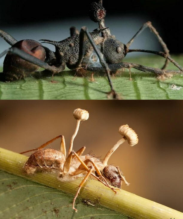 I funghi Cordyceps sono quelli che trasformano gli insetti in zombi.