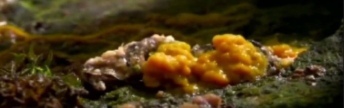 Alieni dei funghi e mente collettiva dei funghi