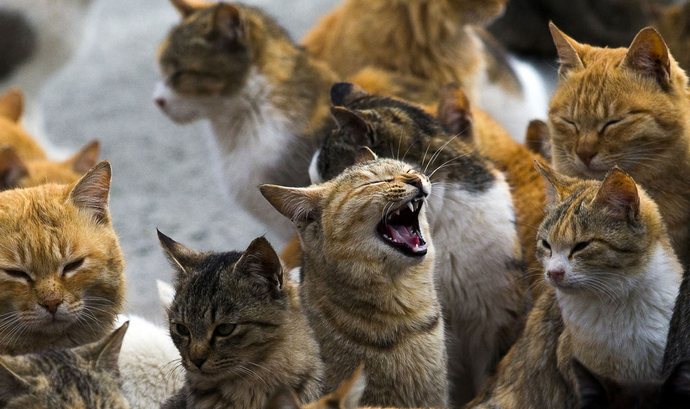 L'aiuto umanitario per Cat Island è arrivato in tempo