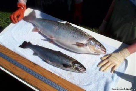 Chimere dei nostri tempi