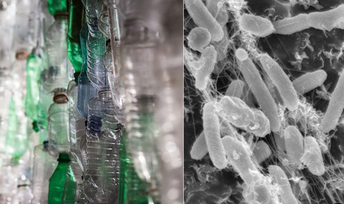 Buone notizie: c'è un microbo che può assorbire alcune delle plastiche più dure da riciclare 