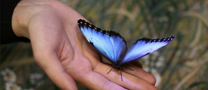 Buon auspicio - la farfalla è volata fuori dalla finestra