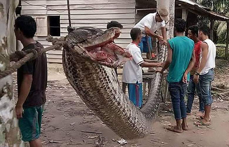 L'indonesiano ha sconfitto e mangiato il pitone gigante.