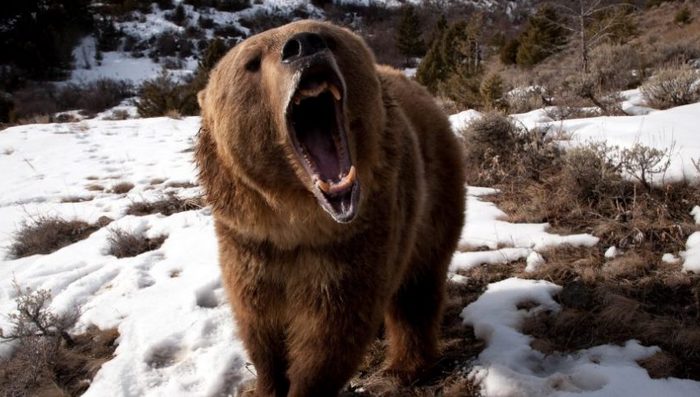 Video interessante: un orso attacca un uomo