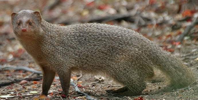 La storia di Talking Mongoose Jeff