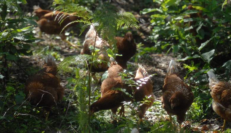 L'italiano ha creato un allevamento di polli unico nella foresta