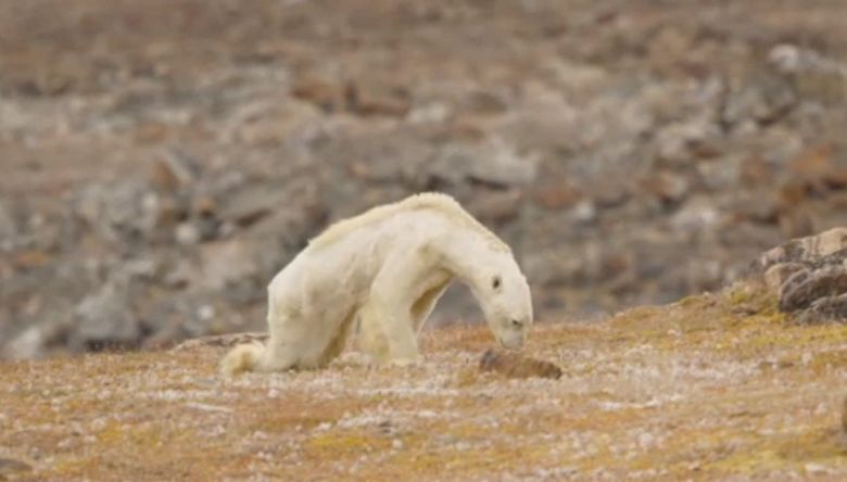 L'orso polare affamato ha scioccato il fotografo