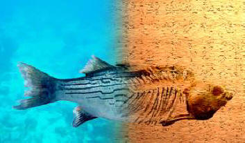 I cambiamenti climatici sulla Terra creeranno nuove forme di vita