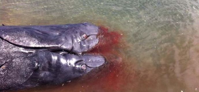 Balena a due teste inchiodata sulle rive della California