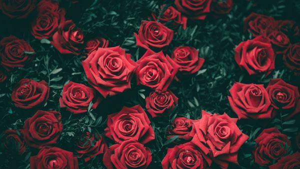 significato di rose rosse 