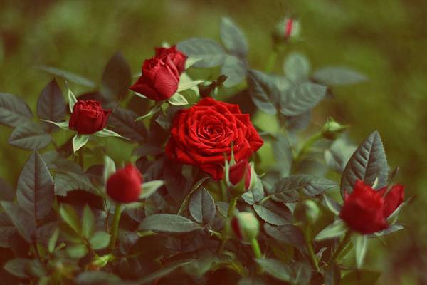 cosa significano le rose rosse 