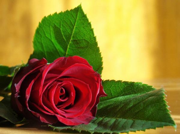 perché regalare una rosa rossa 