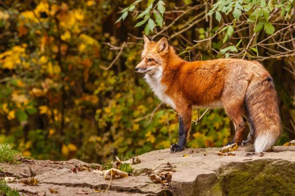 Perché le persone sognano immagini di animali selvatici 