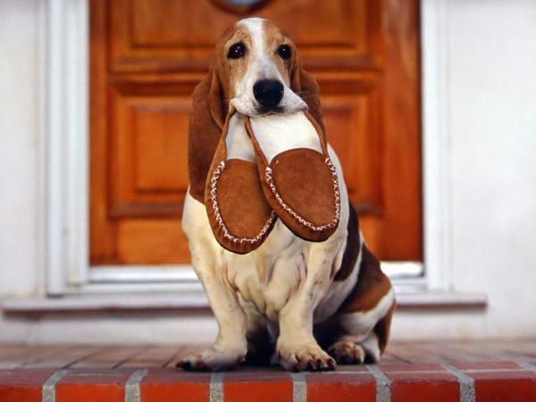 Perché il cane sta sognando 