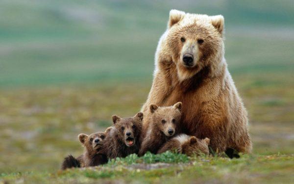 Perché uomini e donne sognano un orso 