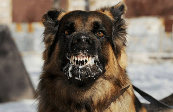 Perché un cane pazzo sogna 