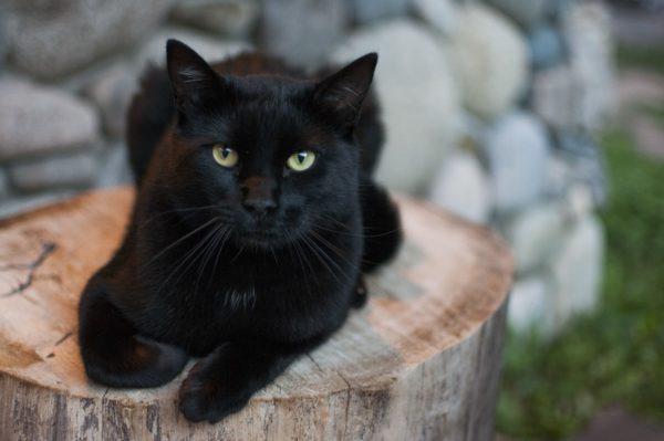 Perché un gatto nero sta sognando  