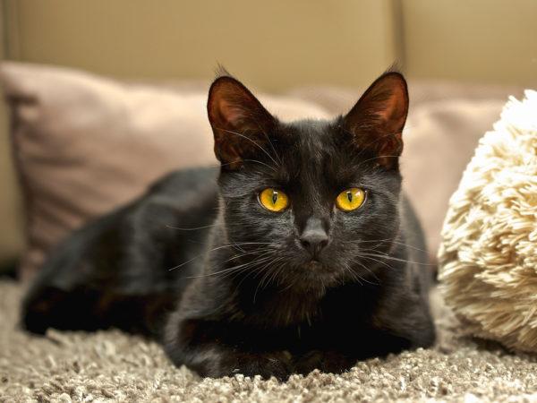 Perché un gatto nero sta sognando  