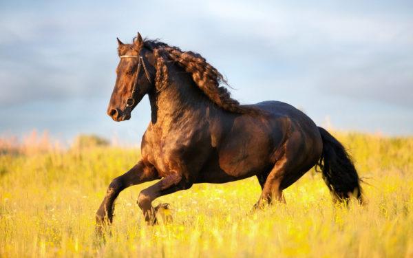 cosa sogna il cavallo 