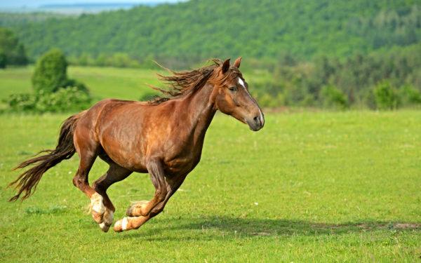 perché una donna sogna un cavallo 