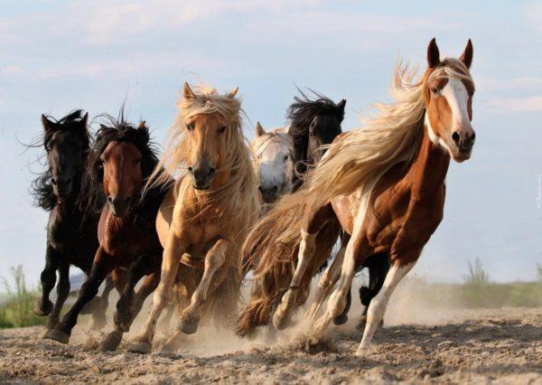 perché un cavallo sogna in un sogno per una donna 